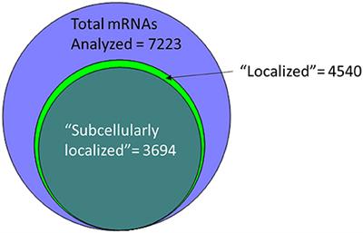 Drosophila mRNA Localization During Later Development: Past, Present, and Future